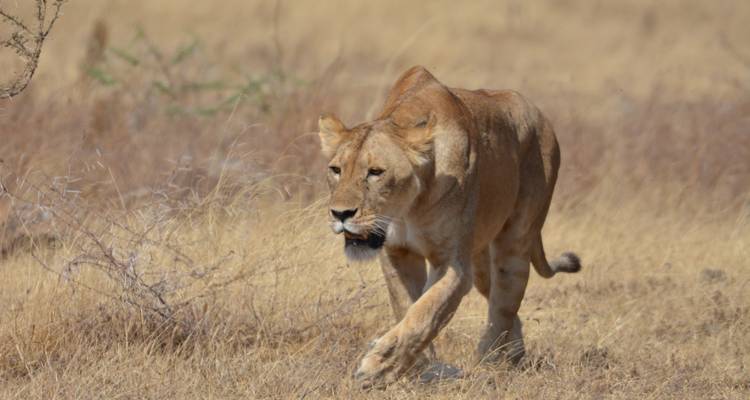 Tanzania Photography Safari - Professional Safari Africa 3