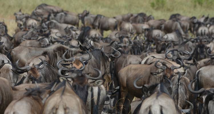Tanzania Photography Safari - Professional Safari Africa 4
