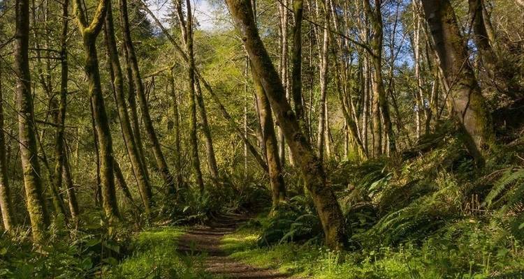 Ein Waldweg mit hohen Bäumen und geflecktem Licht.