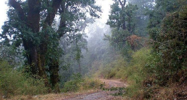 Nebliger Waldweg mit großen Bäumen und Grün.