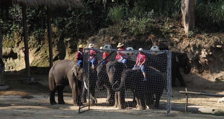 Best India Golden Triangle Tour With Wildlife Bear & Elephant Rescue Conservation - Amazing India Tours 4