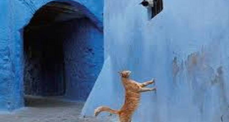 Casablanca to Marrakech visiting Chefchaouen and Fes - Cultural Morocco Tours 4