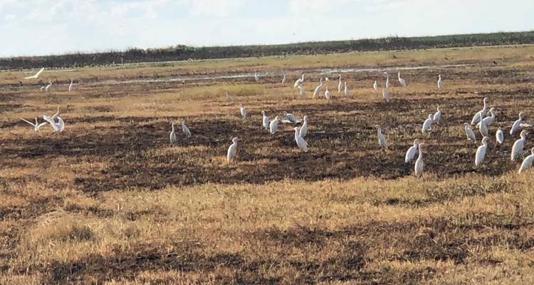 Zambia: Incredible Shoebill Stork & other bird species watching in Bangweulu wetlands & Lochinvar for 16 days. - Lochinvar Safaris 10