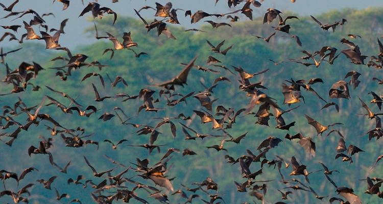 Zambia: Incredible Shoebill Stork & other bird species watching in Bangweulu wetlands & Lochinvar for 16 days. - Lochinvar Safaris 1