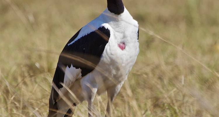 Zambia: Incredible Shoebill Stork & other bird species watching in Bangweulu wetlands & Lochinvar for 16 days. - Lochinvar Safaris 4