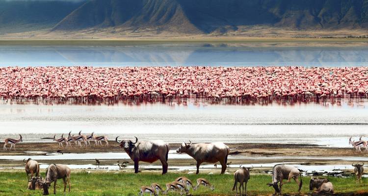 Herds of animals and flamingoes near a water body with mountains.