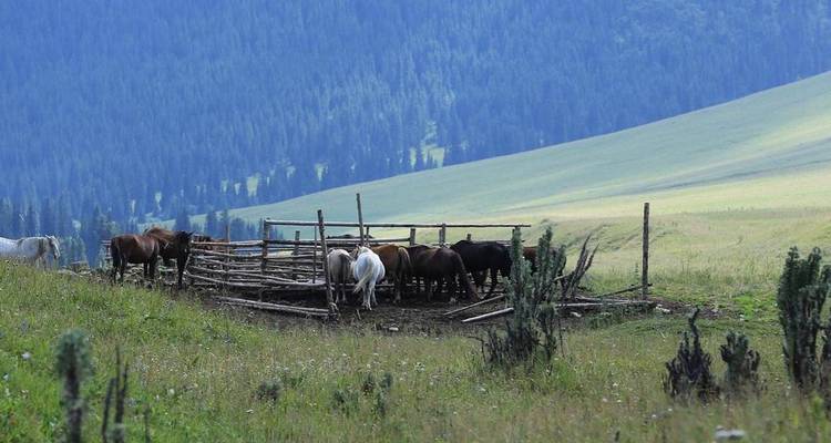 5 day Horse Ride Adventure in Almaty region - Steppe and sky travel 3