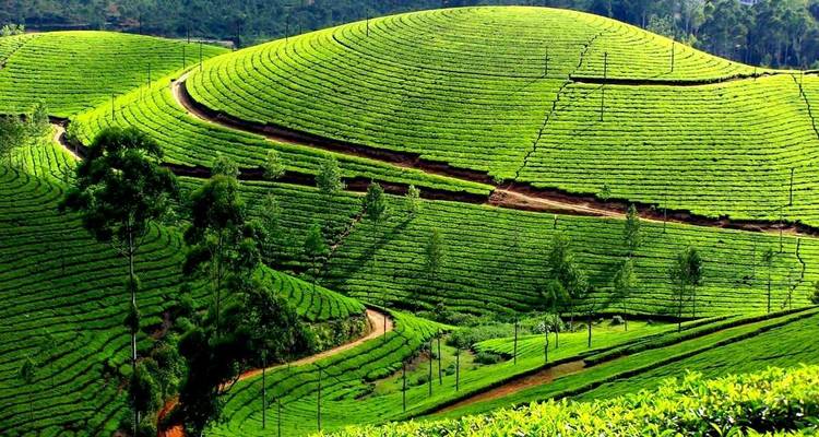 Quick Cochin Munnar Thekkady Alleppy Kovalam 8 Days Tour - Real viaggi india  4