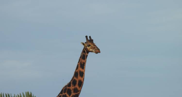 3 Days Big Five Discounted Safari To Murchison Falls National Park - Kenlink Tours And Travel 4
