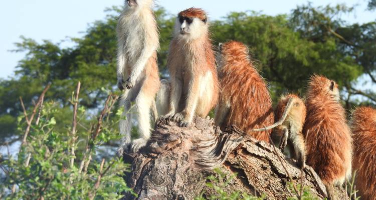 3 Days Big Five Discounted Safari To Murchison Falls National Park - Kenlink Tours And Travel 7