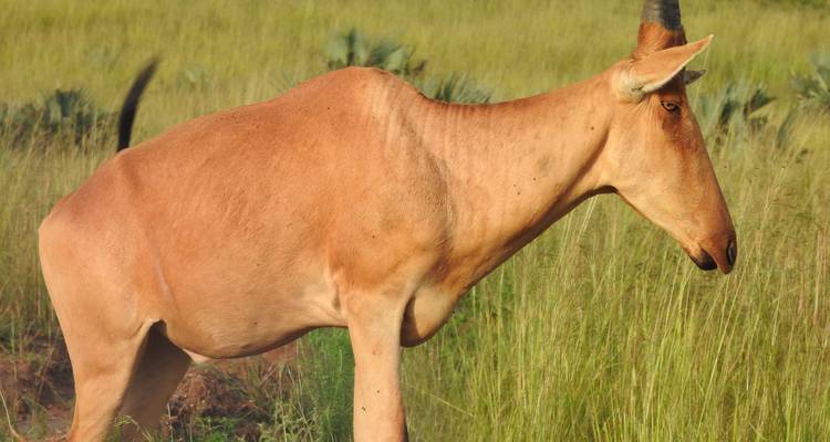 3 Days Big Five Discounted Safari To Murchison Falls National Park - Kenlink Tours And Travel 6