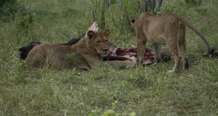 8 jours : Le meilleur de la Zambie, du Botswana (Chobe) et du Zimbabwe (Zambezi) - Safari animalier - Lochinvar Safaris 8