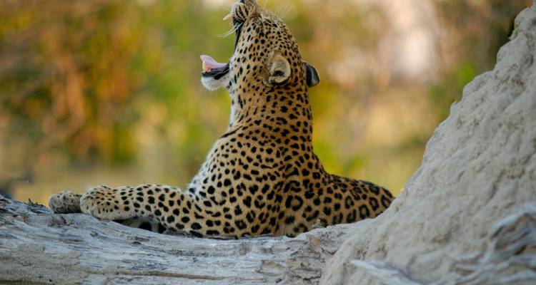 8 jours : Le meilleur de la Zambie, du Botswana (Chobe) et du Zimbabwe (Zambezi) - Safari animalier - Lochinvar Safaris 9