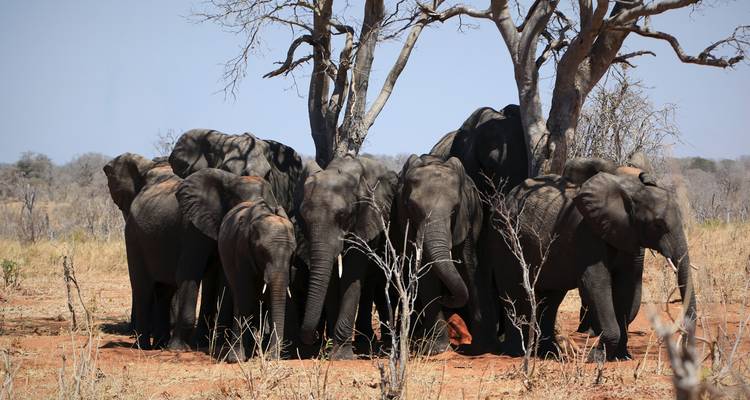 8 jours : Le meilleur de la Zambie, du Botswana (Chobe) et du Zimbabwe (Zambezi) - Safari animalier - Lochinvar Safaris 2