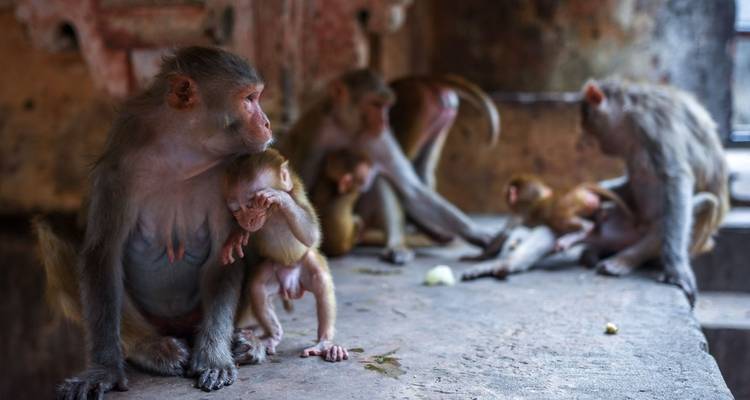 Des singes rassemblés sur une plateforme de pierre dans un environnement de ruines.
