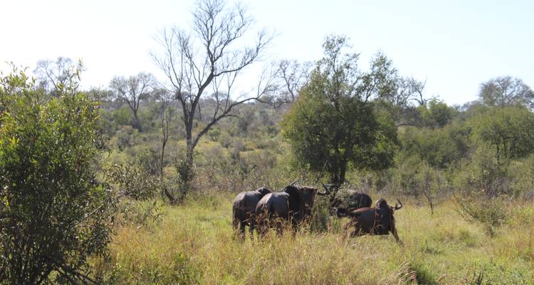 12 Días | Cataratas Victoria, Chobe, PN Kruger y Ciudad del Cabo (Sudáfrica) - Timeline Travel DMC 6