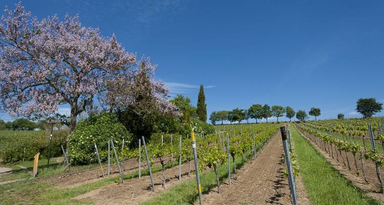 Neckar, Rhin et vignes - Eurobike 6