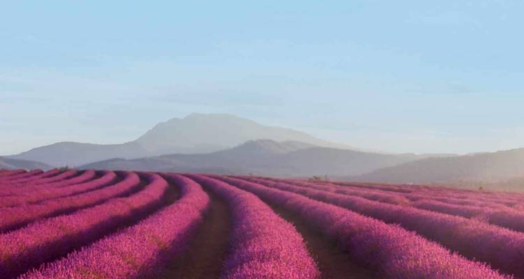 Lavendelfeld mit einem Berg im Hintergrund.