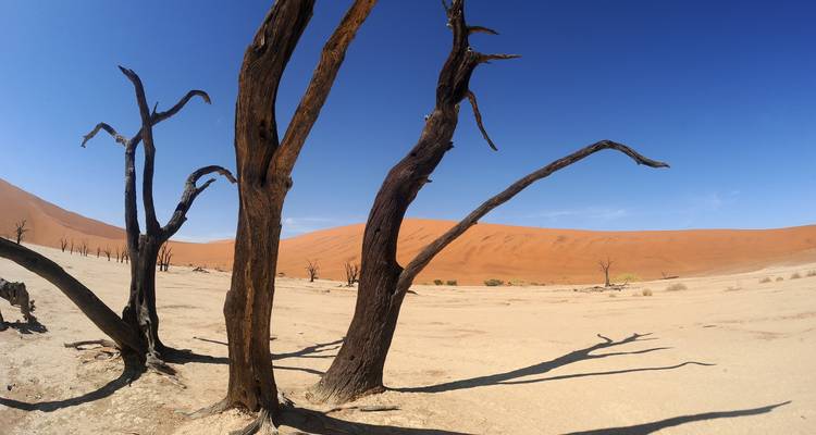 Désert aride avec des arbres morts et des dunes de sable rouge sous un ciel bleu clair.