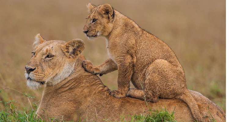 5 Day Kenya and Uganda luxury flying safari 2025/2026 - CKC Tours & Travel 6