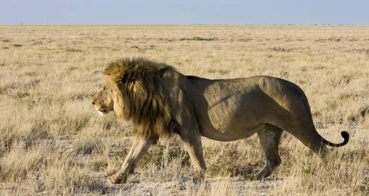 5 Day Kenya and Uganda luxury flying safari 2025/2026 - CKC Tours & Travel 3