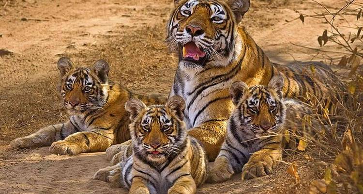Rajasthan 10 Days Trip - Golden Triangle India Tours 3
