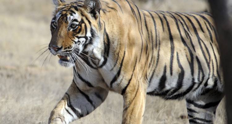 Viaje a la India - Golden Triangle India Tours 3