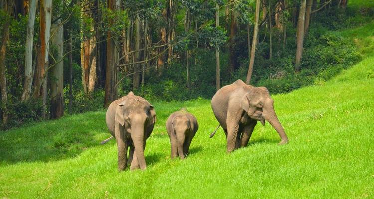 Three elephants walking on a grassy hillside with trees in the background.