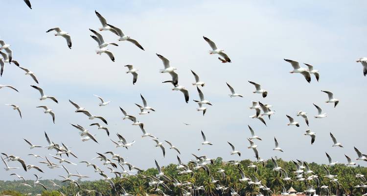 Kerala Tour - 8 Days - Golden Triangle India Tours 3
