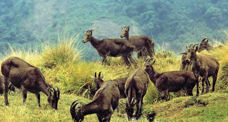 Kerala Tour - 8 Days - Golden Triangle India Tours 7