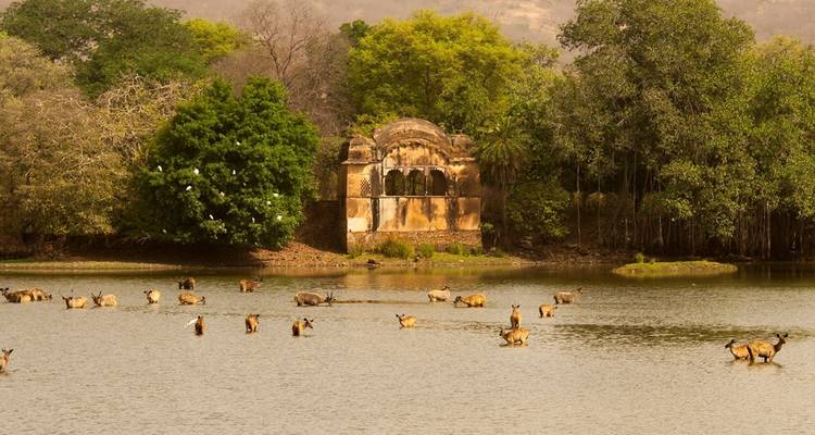 Ranthambore National Park Tour - Golden Triangle India Tours 4