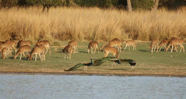 Triángulo de oro con Ranthambore - Golden Triangle India Tours 7