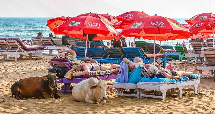 Au bord de la plage avec des baigneurs de soleil et des vaches sous des parasols.