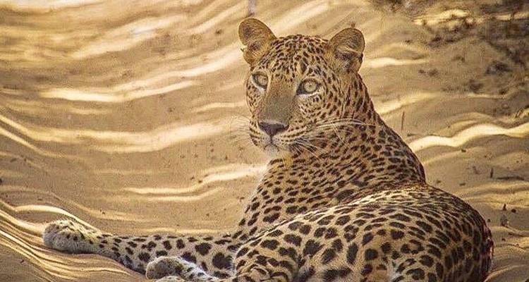 Circuit de 11 nuits et 12 jours au Sri Lanka avec chauffeur privé, véhicule et hébergement H/B - Lanka Safe Tours 7