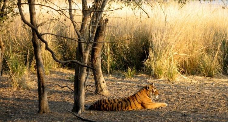 India Tiger Tour with Taj Mahal - Golden Triangle India Tours 10