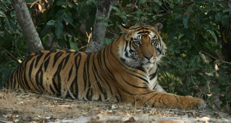 India Tiger Tour with Taj Mahal - Golden Triangle India Tours 4