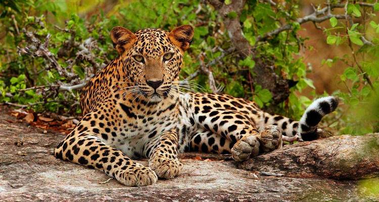 Sri Lanka Dorada - 8 Días 7 Noches - ASY Tours Sri Lanka 4