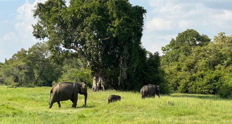 Elefantes caminando por un campo cubierto de hierba con árboles grandes.