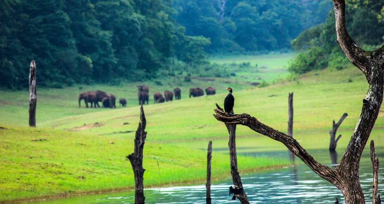 Olifanten in de verte met een vogel op een tak bij een meer.