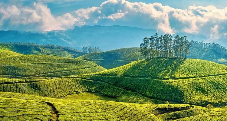 Glooiende heuvels met theeplantages onder een heldere hemel.