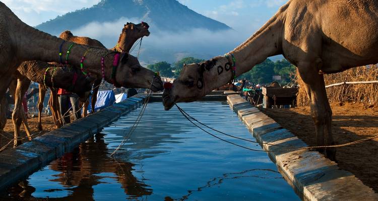 Kamelen die water drinken in een landelijke omgeving.