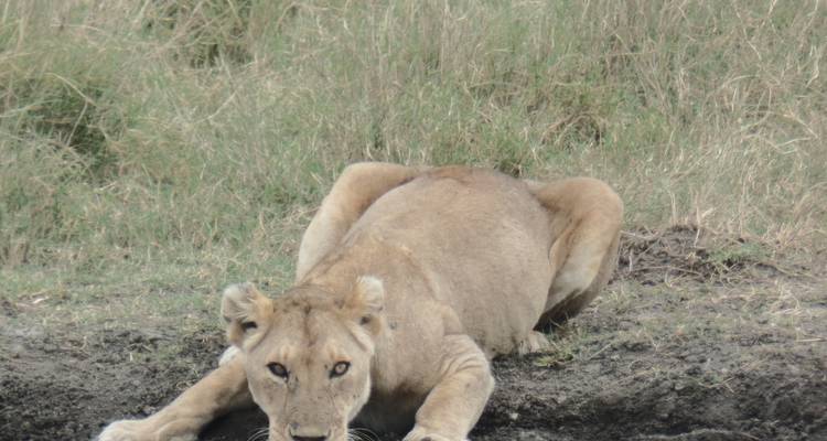 Masai Mara, Nakuru y Amboseli, 6 días - lujo - safari - Muraa African Safaris 2