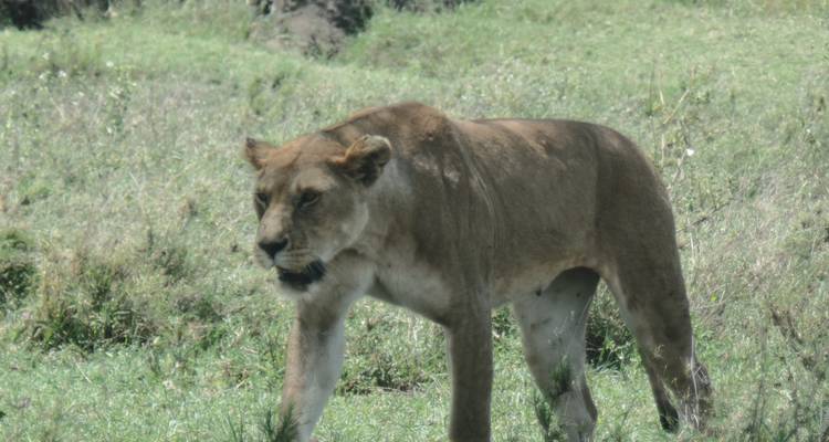 Masai Mara, Nakuru y Amboseli, 6 días - lujo - safari - Muraa African Safaris 4
