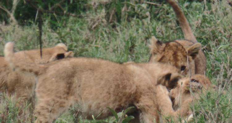 Masai Mara, Nakuru y Amboseli, 6 días - lujo - safari - Muraa African Safaris 3