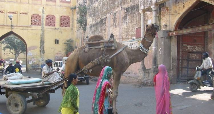Street scene with an adorned camel and locals.