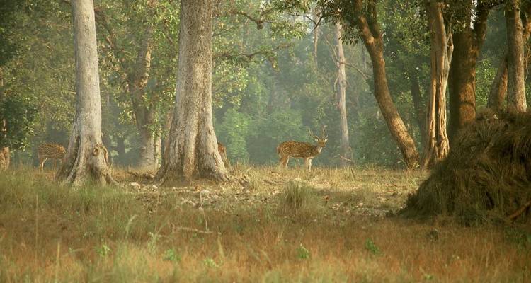 Circuit photographique de la faune et de la flore en Inde - Golden Triangle India Tours 6