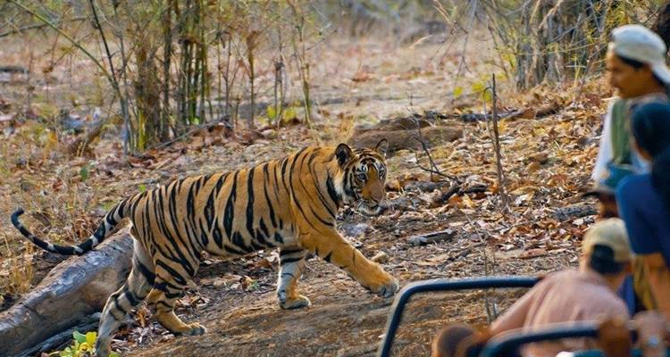 Tigre caminando cerca de turistas en un vehículo de safari.