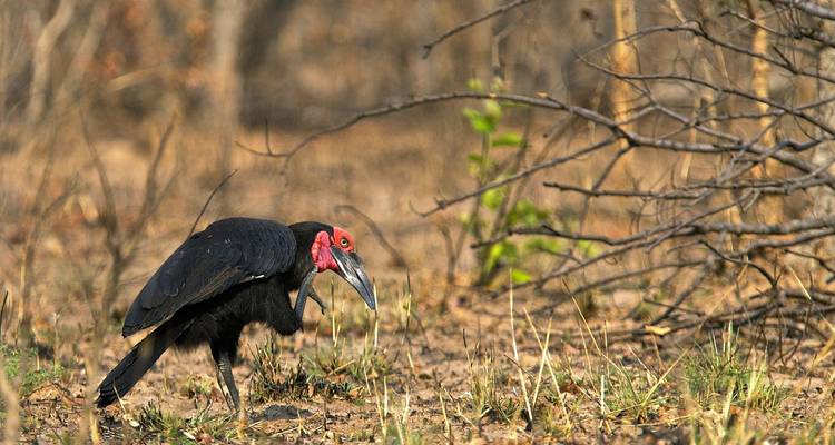Nyati BIG-5 Classic “Best of Zambia” Safari Experience: Lower Zambezi, Kafue (Busanga Plains) and South Luangwa National Parks – 11 days - Lochinvar Safaris 9