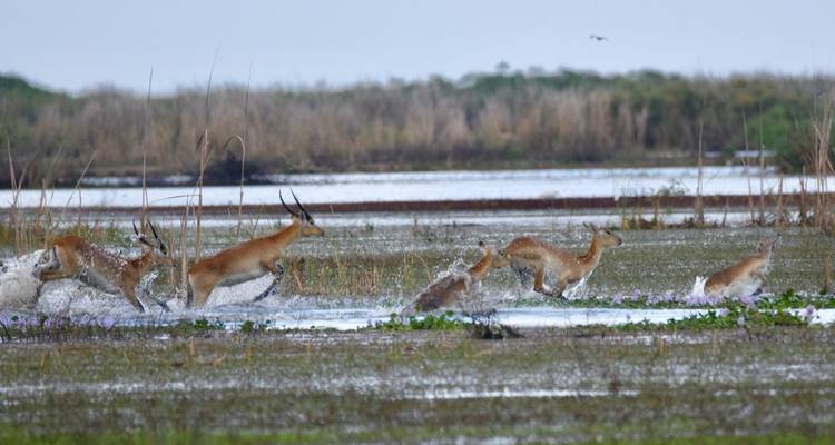 Nyati BIG-5 Classic “Best of Zambia” Safari Experience: Lower Zambezi, Kafue (Busanga Plains) and South Luangwa National Parks – 11 days - Lochinvar Safaris 8