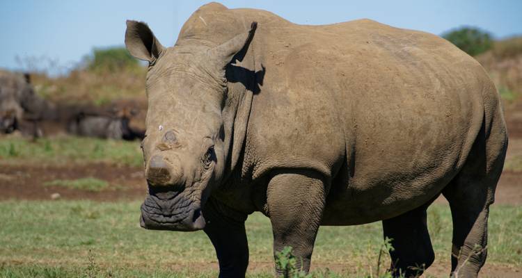 Nyati BIG-5 Classic “Best of Zambia” Safari Experience: Lower Zambezi, Kafue (Busanga Plains) and South Luangwa National Parks – 11 days - Lochinvar Safaris 3